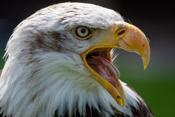 american bald eagle