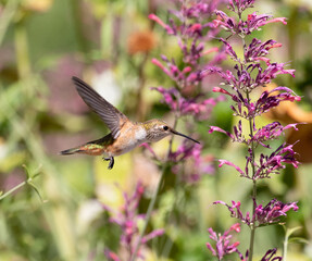 Fototapeta na wymiar hummingbird feeding on flower