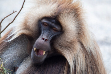 close up of a lion cub