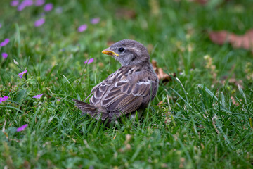 sparrow on the grass