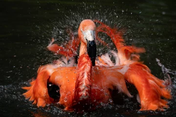Fotobehang flamingo in water © Mathias