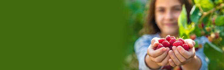 A child harvests raspberries in the garden. Selective focus. © yanadjan