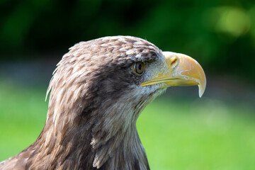 golden eagle portrait