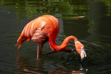 flamingo in water