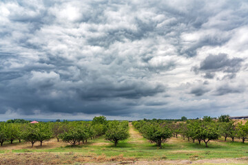 Fototapeta na wymiar An orchard on a cloudy day