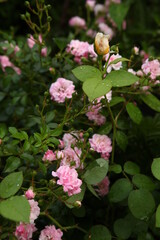 Little Pale Pink roses bushes. A lot of small pink roses, closeup in the garden. A beautiful bouquet of roses. Garden roses shrubs, Care of flowers. Valentine's Day, macro photo. 