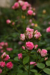 Little Pink roses bushes. A lot of small pink roses, closeup in the garden. A beautiful bouquet of roses. Garden roses shrubs, Care of flowers. Valentine's Day, macro photo.