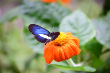 Mariposa azul