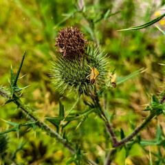 flower of a thistle