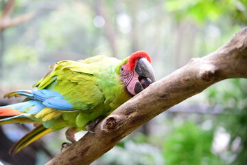Guacamaya