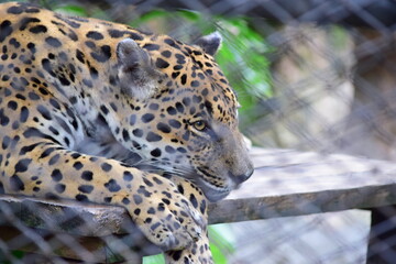 Leopardo