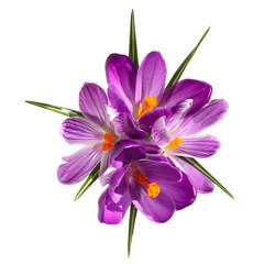 Crocus violets	