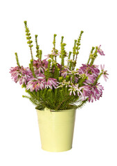 Bruyère ventrue ‘Erica ventricofa’ en pot