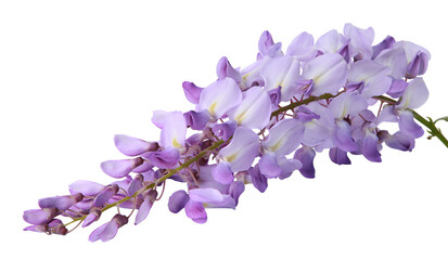 Fleurs de Glycine	