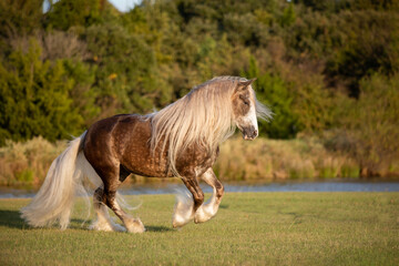 Silver Bay Gypsy Horse © Terri Cage 