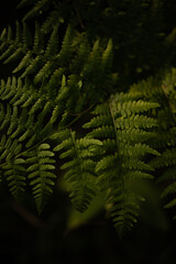 Zielona paprotka paproć liść las - obrazy, fototapety, plakaty