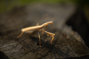 brown mantis in the forest
