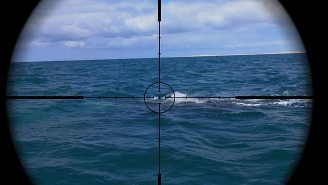 Whale in Gun Rifle Scope. Wildlife Hunting. Poaching Endangered, Vulnerable, and Threatened Animals