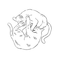 Cat sketch in a hand-drawn style