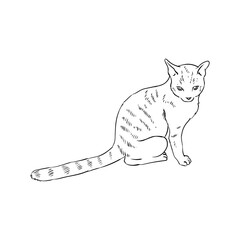 Cat sketch in a hand-drawn style