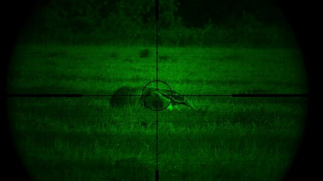 Anteater in Gun Rifle Scope with Night Vision. Wildlife Hunting. Poaching Endangered, Vulnerable, and Threatened Animals