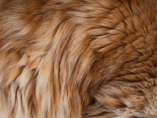 A background of a red Maine Coon cat fur