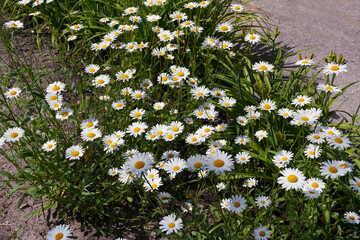 A Lawn overgrown with chamomile in a luxury garden wide view