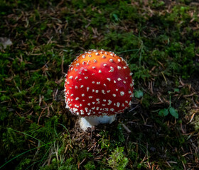 amanite tue mouches, fly agaric