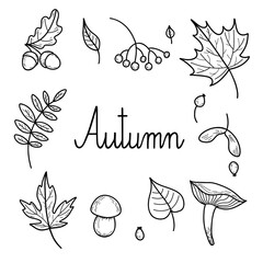 Hand-drawn stylized autumn leaves, berries and mushrooms. Black and white image on white background.