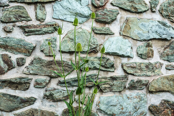 grüne Wilde Karde (Dipsacus sylvestris) vor grüner Steinwand
