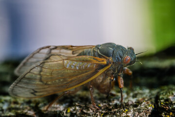 cicada