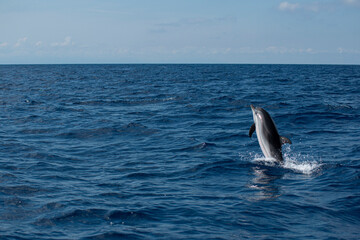 Fototapeta premium Dauphin 