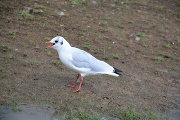 Mouette
