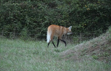 Loup à crinière