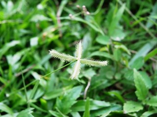 Closeup of a dactyloctenium aegyptium plant.