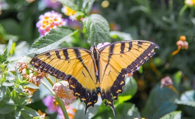 natural yellow butterfly isolated on the flower - Image