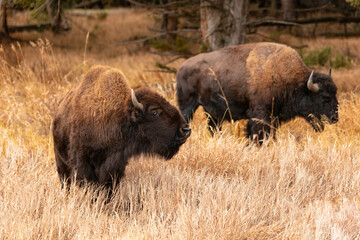 Bison in the Grass