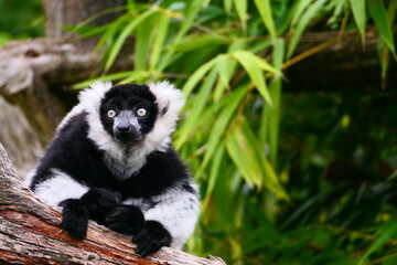 Naklejka premium in Madagaskar lebende Tiere