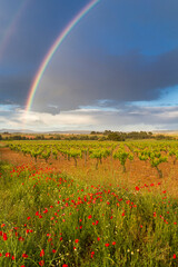 Fototapeta na wymiar Vineyards and rainbow, Spain
