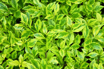 Fototapeta na wymiar Planta con hojas de color verde y amarillo, conocida en Guatemala como Capa de Rey. Toma Vertical.