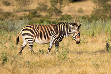 Fototapeta na wymiar Hartmanns mountain zebra (Equus zebra hartmannae), Etosha National Park, Namibia.