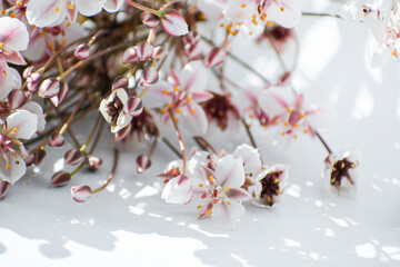 Wild swamp flowers on a white background. Delicate pink small petals on thin stems. Pastel colors.