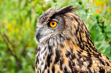 great horned owl