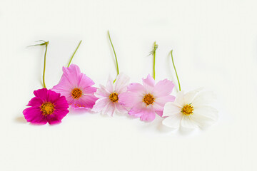 Obraz premium Colorful daisies on a white background. Garden flowers close-up.