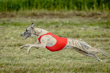 Whippet dog in red shirt running and chasing lure in the field on coursing competition