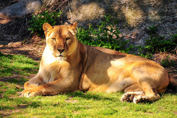 lion in the grass