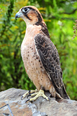 perigon falcon