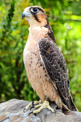 perigon falcon