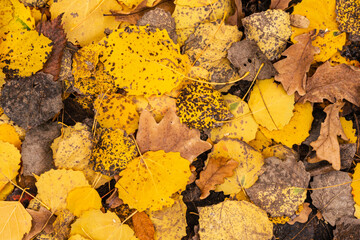 Carpet of colorful autumn leaves. leaf fall. Leaves of aspen, oak, yellowed, with speckles. Forest. Nature.