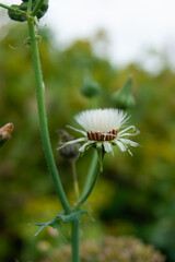 Close-up of a white fluffy flower with a green stem and leaves